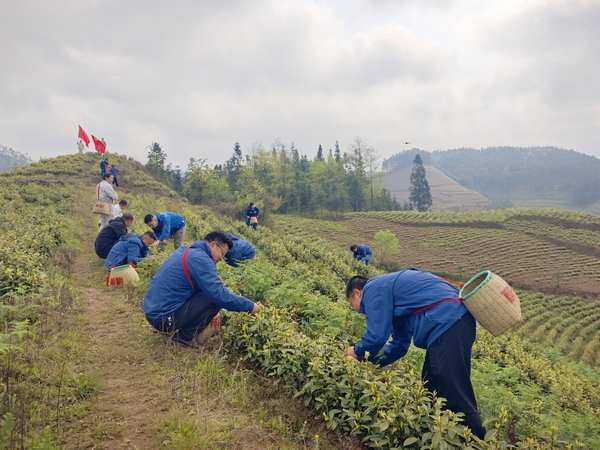 采茶现场-1.jpg 采茶现场-1.jpg